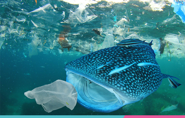 塑料水杯未来的发展方向